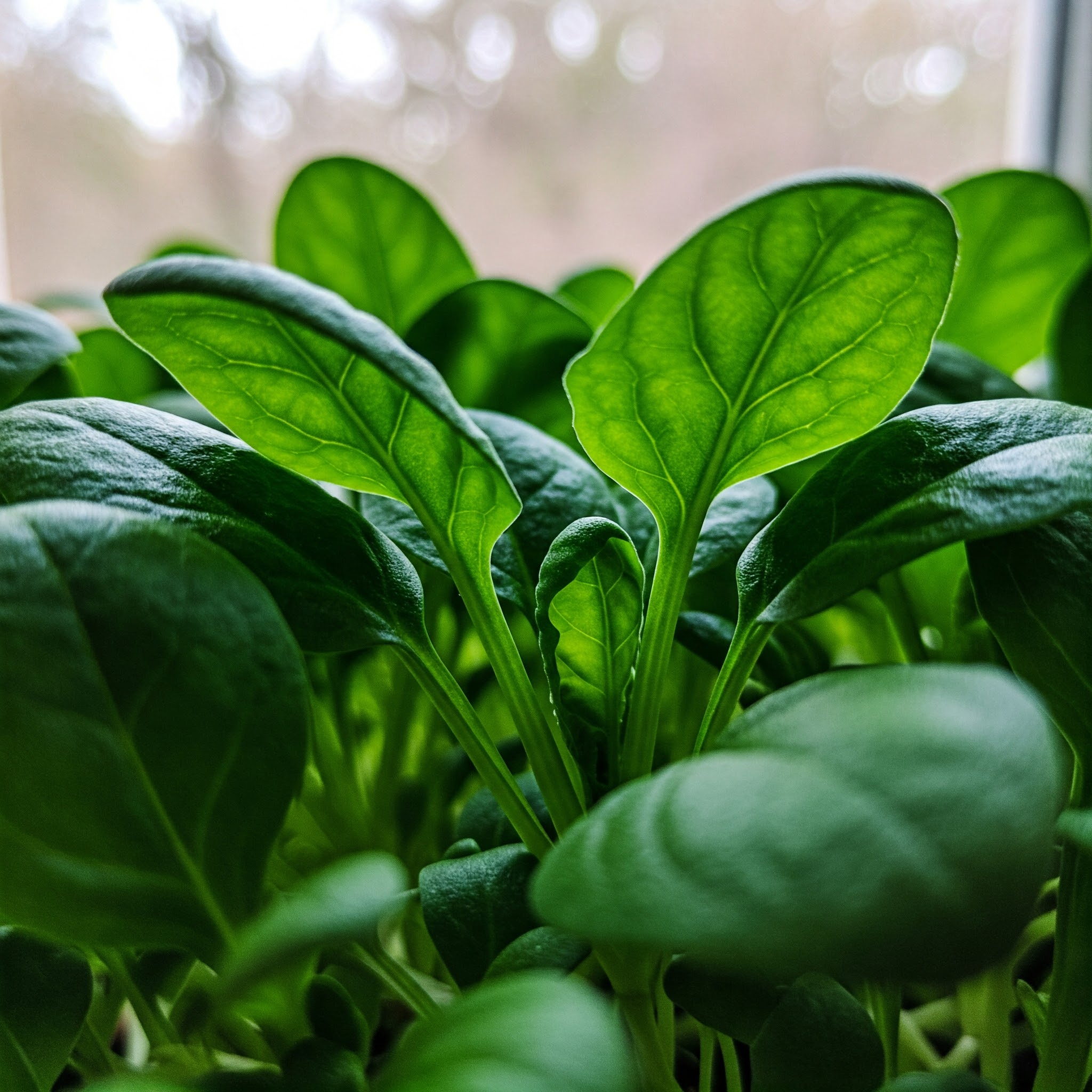 Baby Spinach Plant – Tender, Nutritious & Delicious Greens - Image 4
