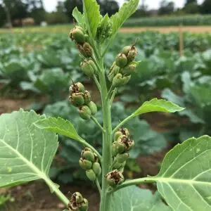 Fresh Red Mustard – Spicy, Nutritious & Flavorful