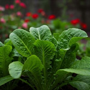 Fresh Rocket Lettuce (Arugula) Plant – Peppery Salad Green