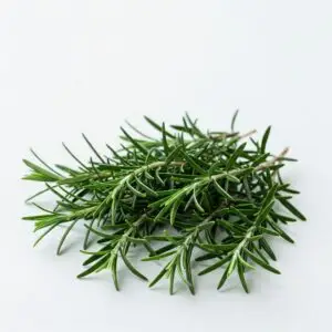 Fresh Rosemary Plant – Aromatic Culinary & Medicinal Herb