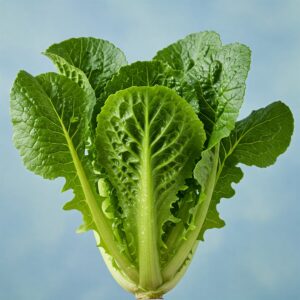 Fresh Mustard Lettuce Plant – Spicy & Nutritious Salad Green