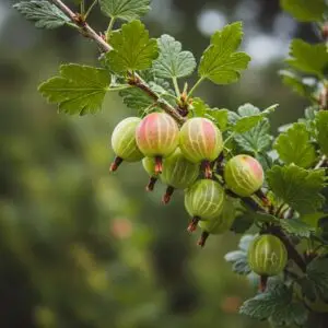 Gooseberry Plant – Fresh, Tangy & Nutritious Fruit Bush
