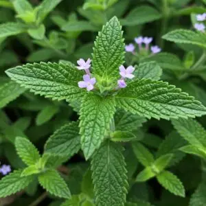 Lemon Scented Verbena Plant – Fragrant Culinary & Medicinal Herb