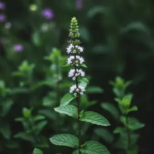 Fresh Spearmint Plant – Sweet Aromatic Herb for Kitchen & Garden