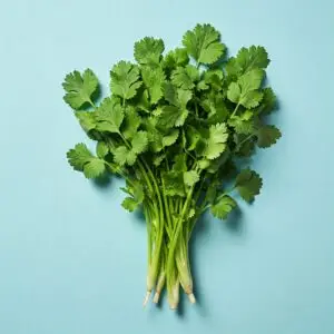 Fresh Cilantro Plant – Flavorful Culinary Herb (Coriander Leaves)