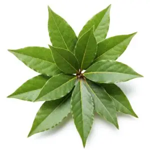 Fresh Bay Leaf Plant – Aromatic Culinary & Medicinal Herb (Laurus nobilis)