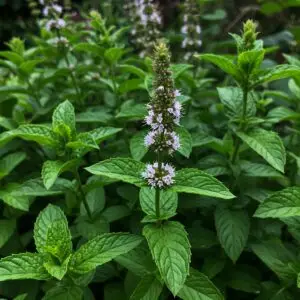 Orange Bergamot Mint Plant – Citrus-Scented Aromatic Herb for Kitchen & Garden