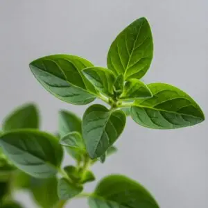 Fresh Oregano Plant – Flavorful Culinary & Medicinal Herb