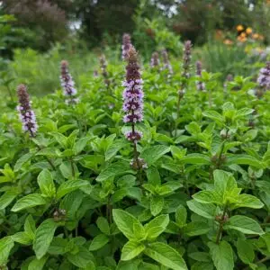 Fresh Apple Mint Plant – Fruity Aromatic Herb for Garden & Kitchen