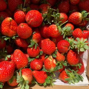 Fresh Strawberry Fruit – Sweet, Juicy & Nutritious