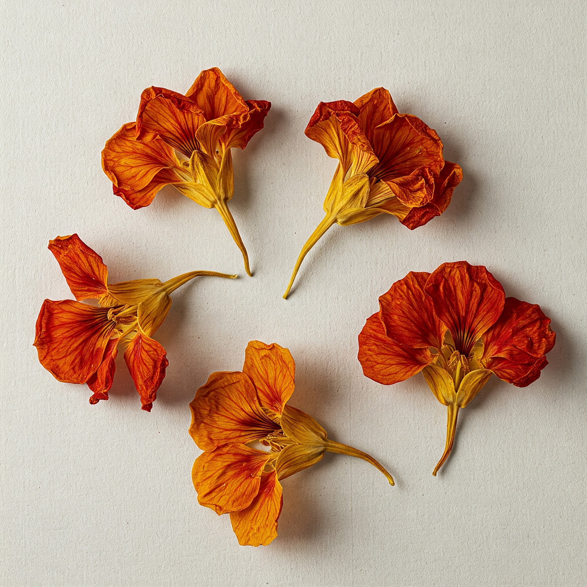 Dried Nasturtium Edible Flowers – Vibrant, Peppery & Herbal - Image 3