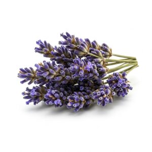 Dried Lavender Edible Flowers – Fragrant, Calming & Gourmet
