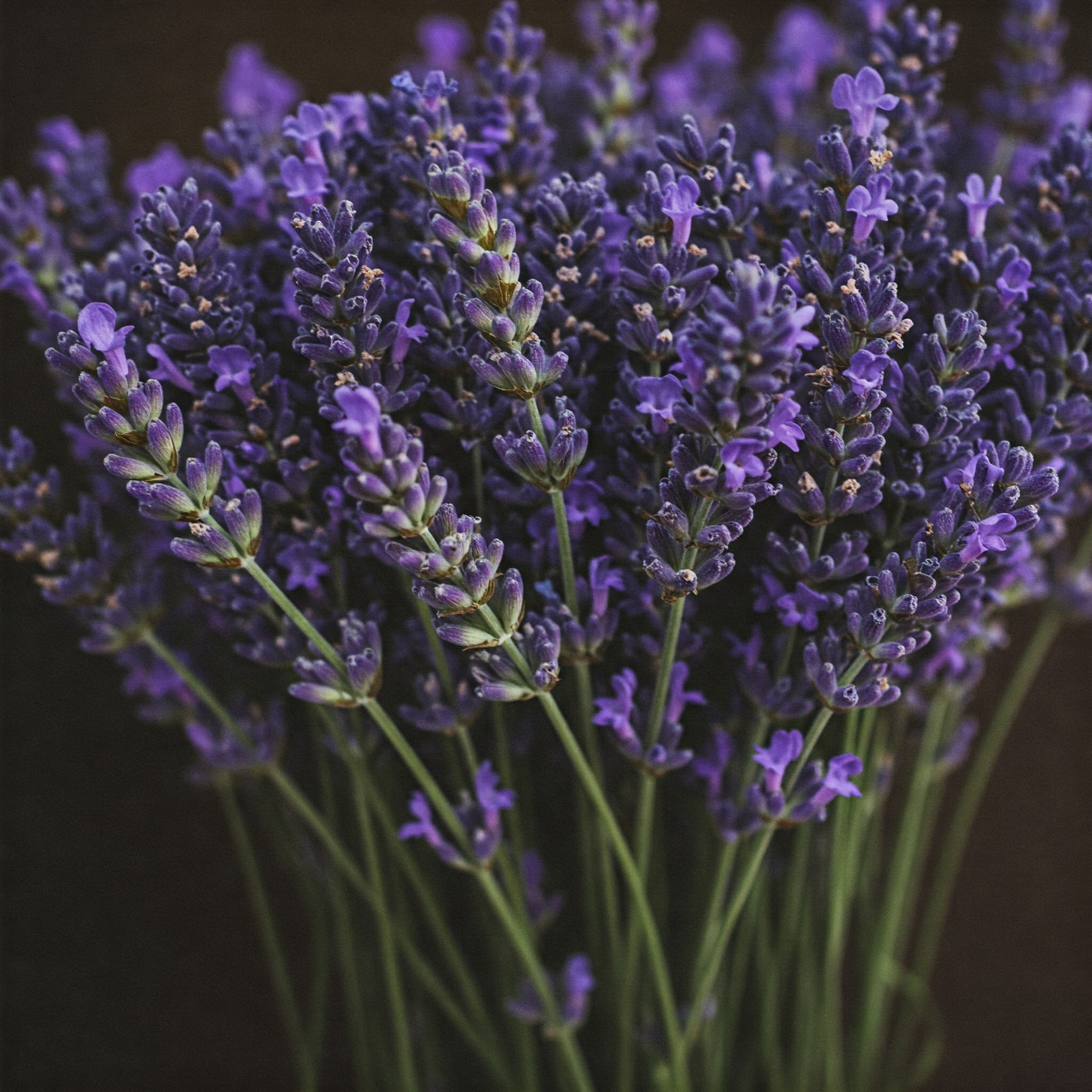 Fresh Lavender Edible Flowers – Fragrant, Calming & Gourmet - Image 2