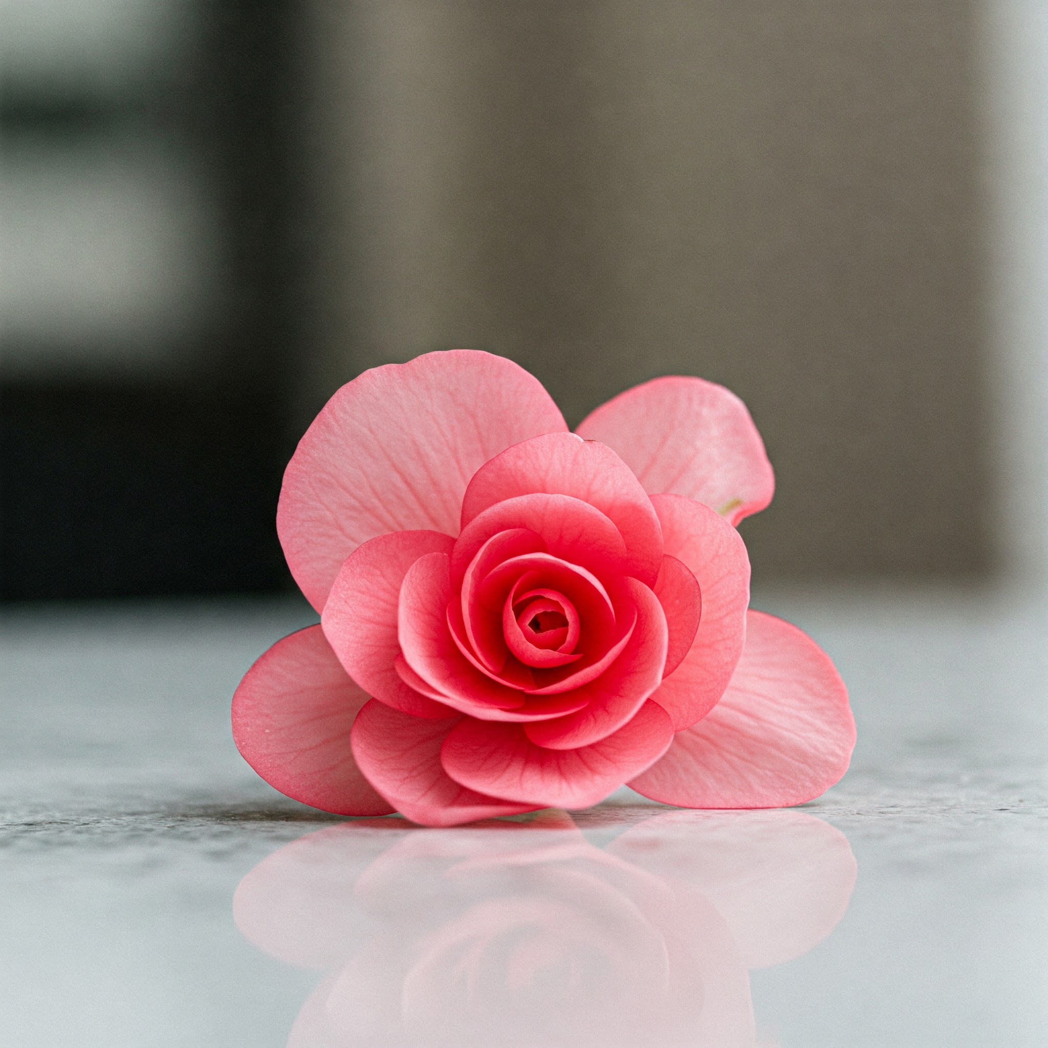 Fresh Begonia Edible Flowers – Tangy, Colorful & Refreshing - Image 4