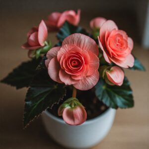 Fresh Begonia Edible Flowers – Tangy, Colorful & Refreshing