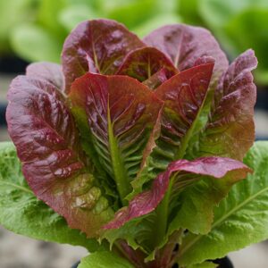 Fresh Red & Green Romaine Lettuce Plant – Crisp & Nutritious Salad Green