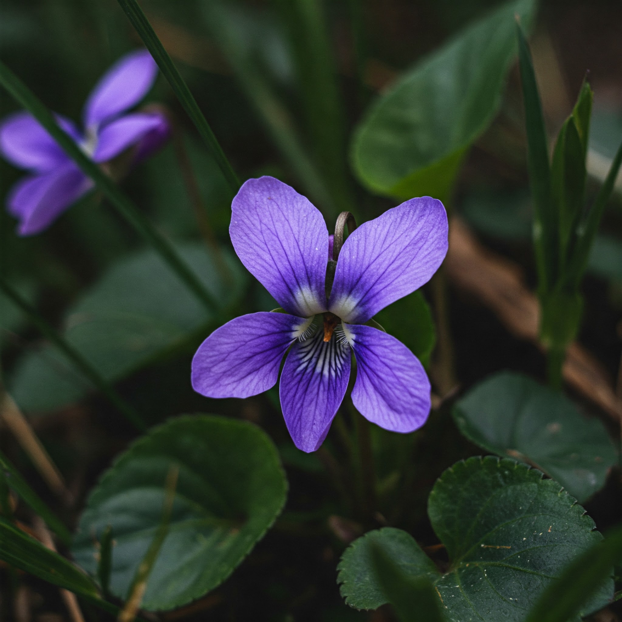 Fresh Rock Violet Edible Flowers – Delicate, Colorful & Nutritious - Image 5