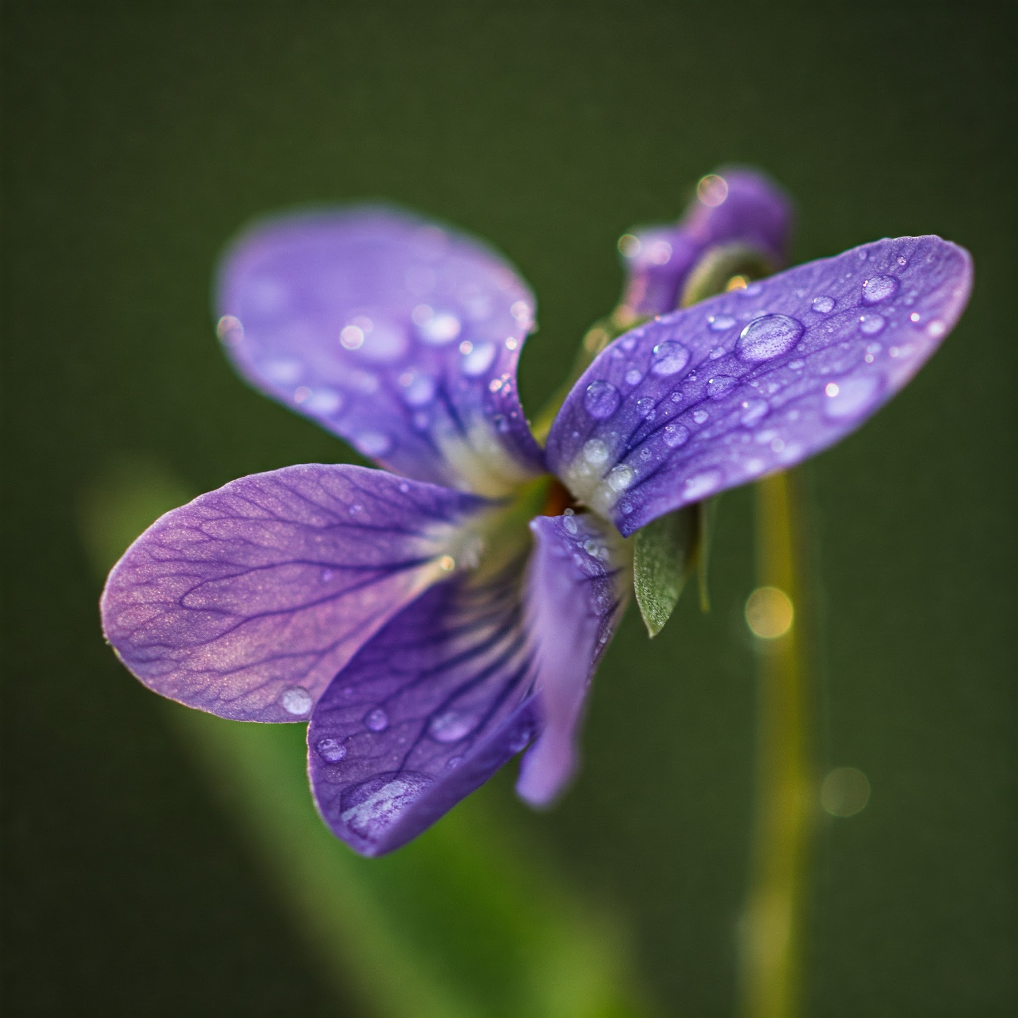 Fresh Rock Violet Edible Flowers – Delicate, Colorful & Nutritious - Image 7