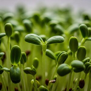 Fresh Sunflower Microgreens – Crunchy, Nutritious & Protein-Rich