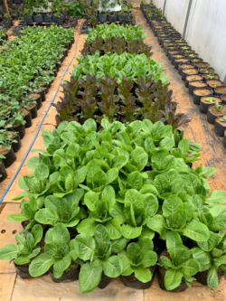 Farm